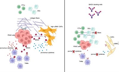 Toxicity in combined therapies for tumours treatments: a lesson from BAG3 in the TME?